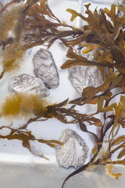 Cecilie Skov, Pool, 2018. Aluminium cast oysters, salt water, seaweed, solar pump, wheel barrows.  