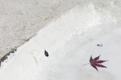 Cecilie Skov, Bittersweet, 2019. Epoxy resin (LKR), glass fibre, leaves, bubble wrap, dragon eye, road salt, copper coin. Ø: 130 cm. Photo: Kåre Frang